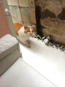 雪猫